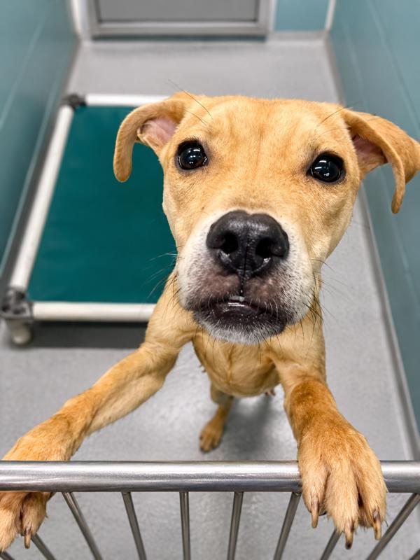 Enlarge Joey, a Adoptable mixed breed in Lafayette, LA image 1/1