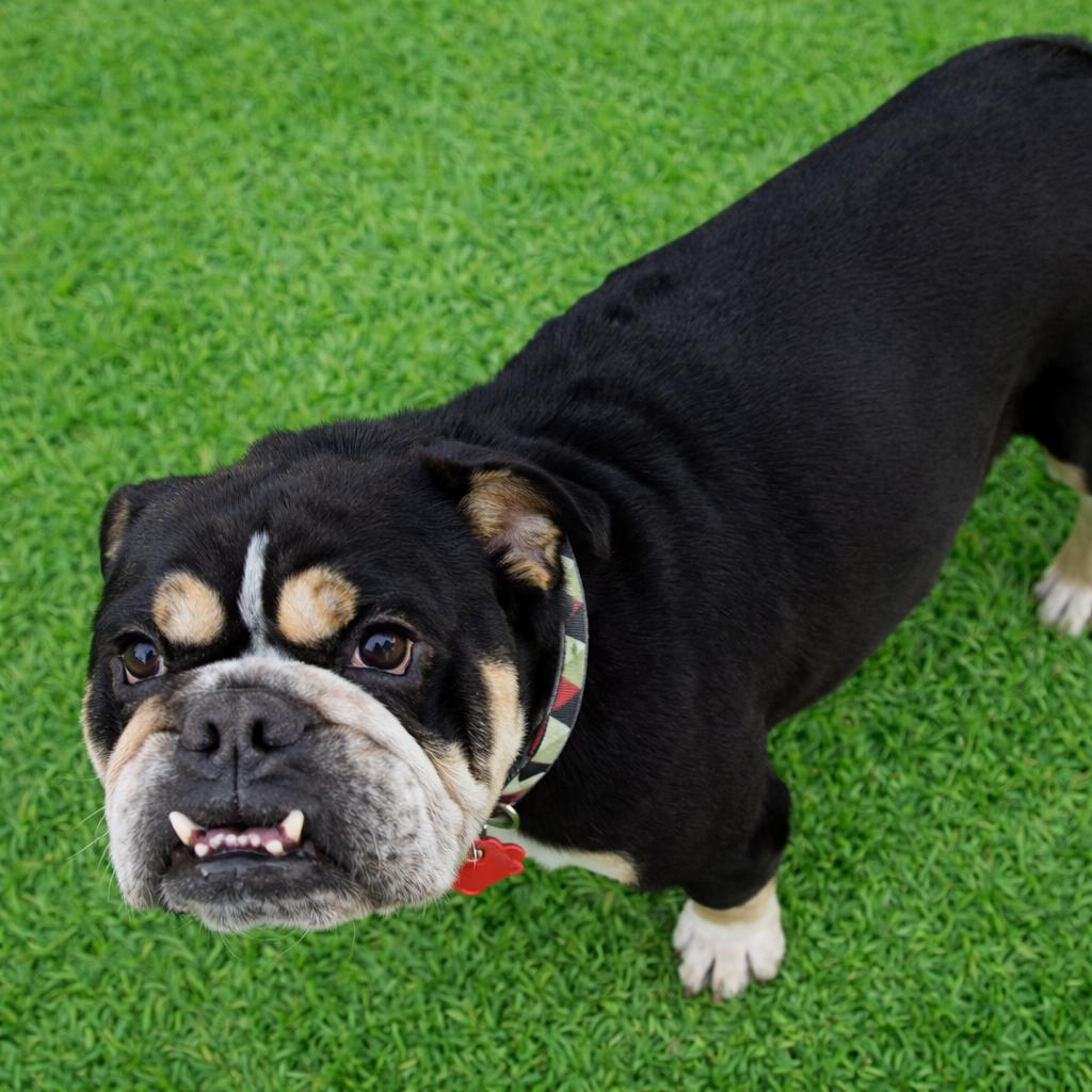 Enlarge Prince, a Adoptable English Bulldog in Las Vegas, NV image 1/1