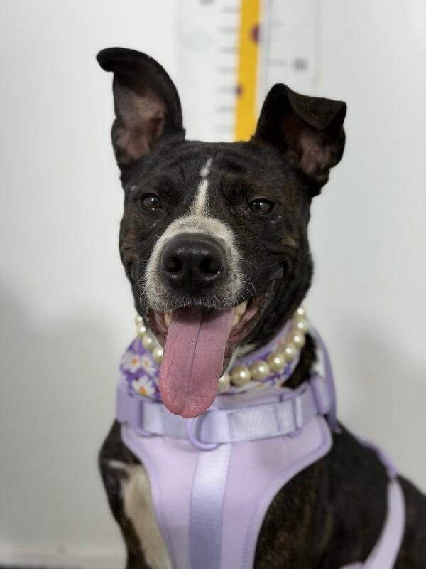 Lucy-One of our Amazing Rescue Dogs, Adoptable, Young Female Mountain Cur & Mixed Breed.