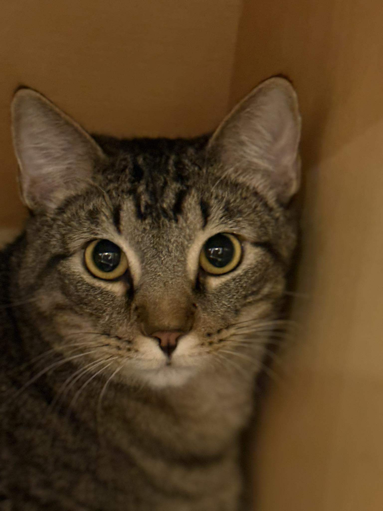 Leo, Adoptable, Young Male Domestic Short Hair & Tabby.