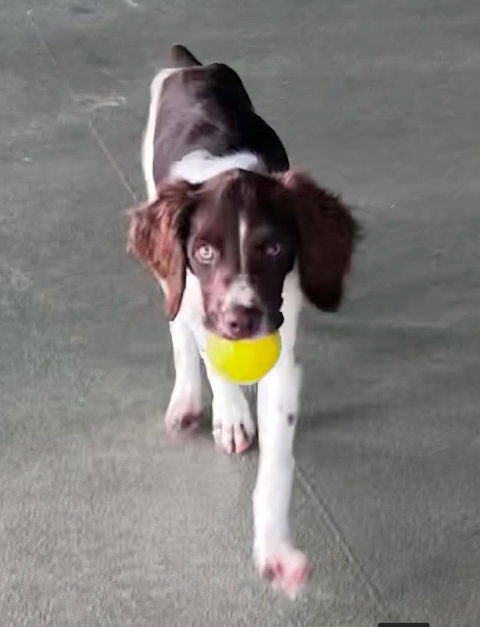 OK/Cobalt K, Adoptable, Puppy Male Brittany Spaniel.