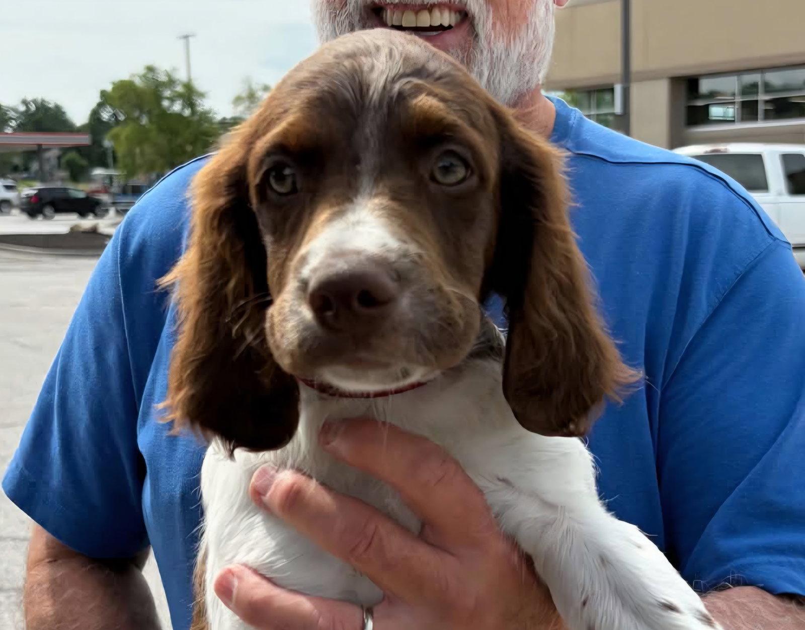 Enlarge OK/Cobalt K, a Adoptable Brittany Spaniel in Fairfax, OK image 2/3