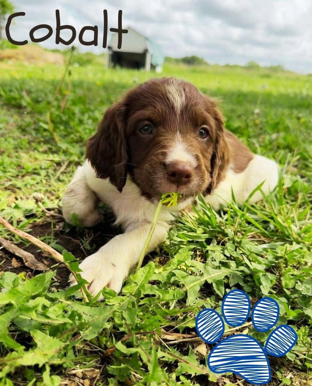 Enlarge OK/Cobalt K, a Adoptable Brittany Spaniel in Fairfax, OK image 3/3
