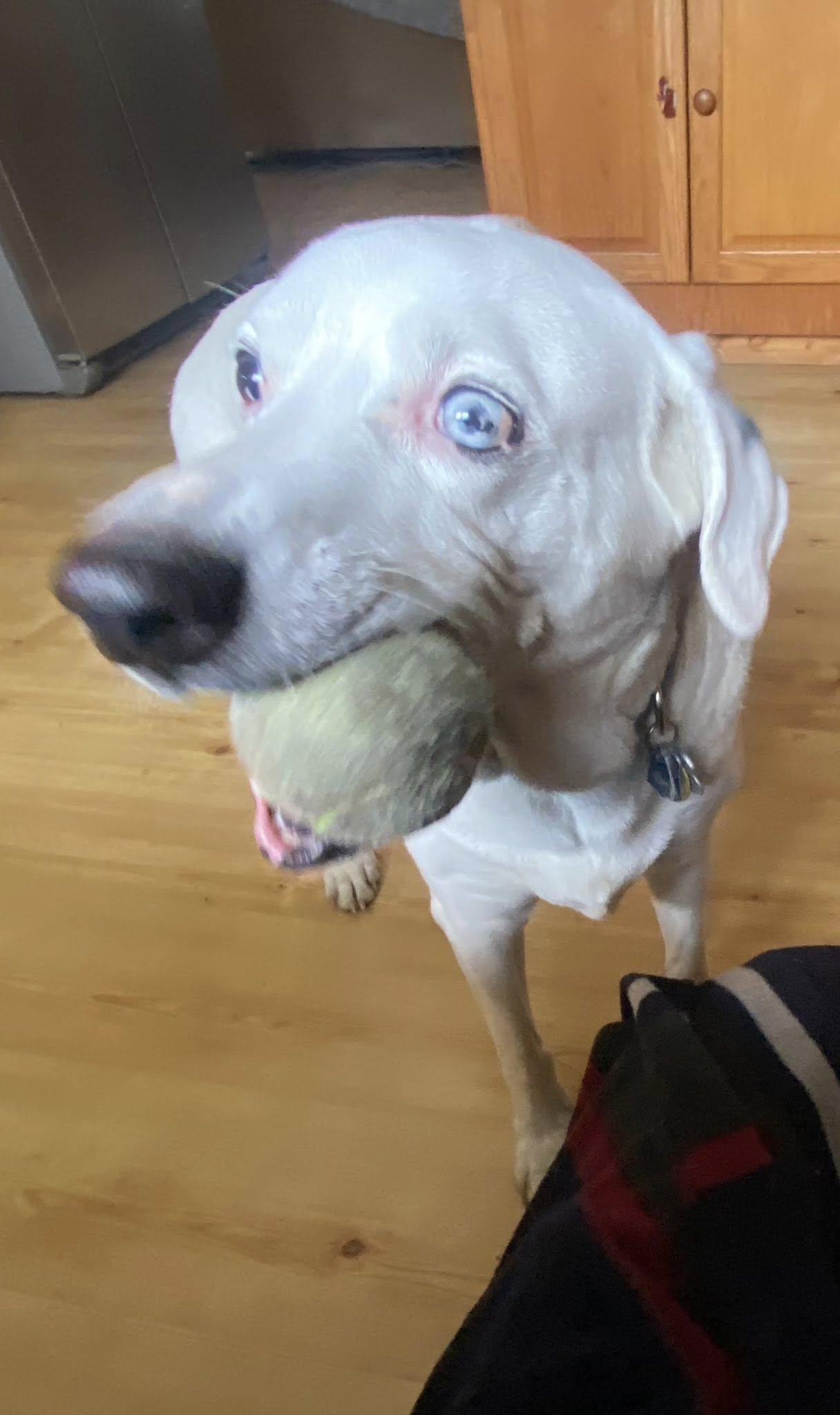 Bourbon, Adoptable, Senior Male Mixed Breed.