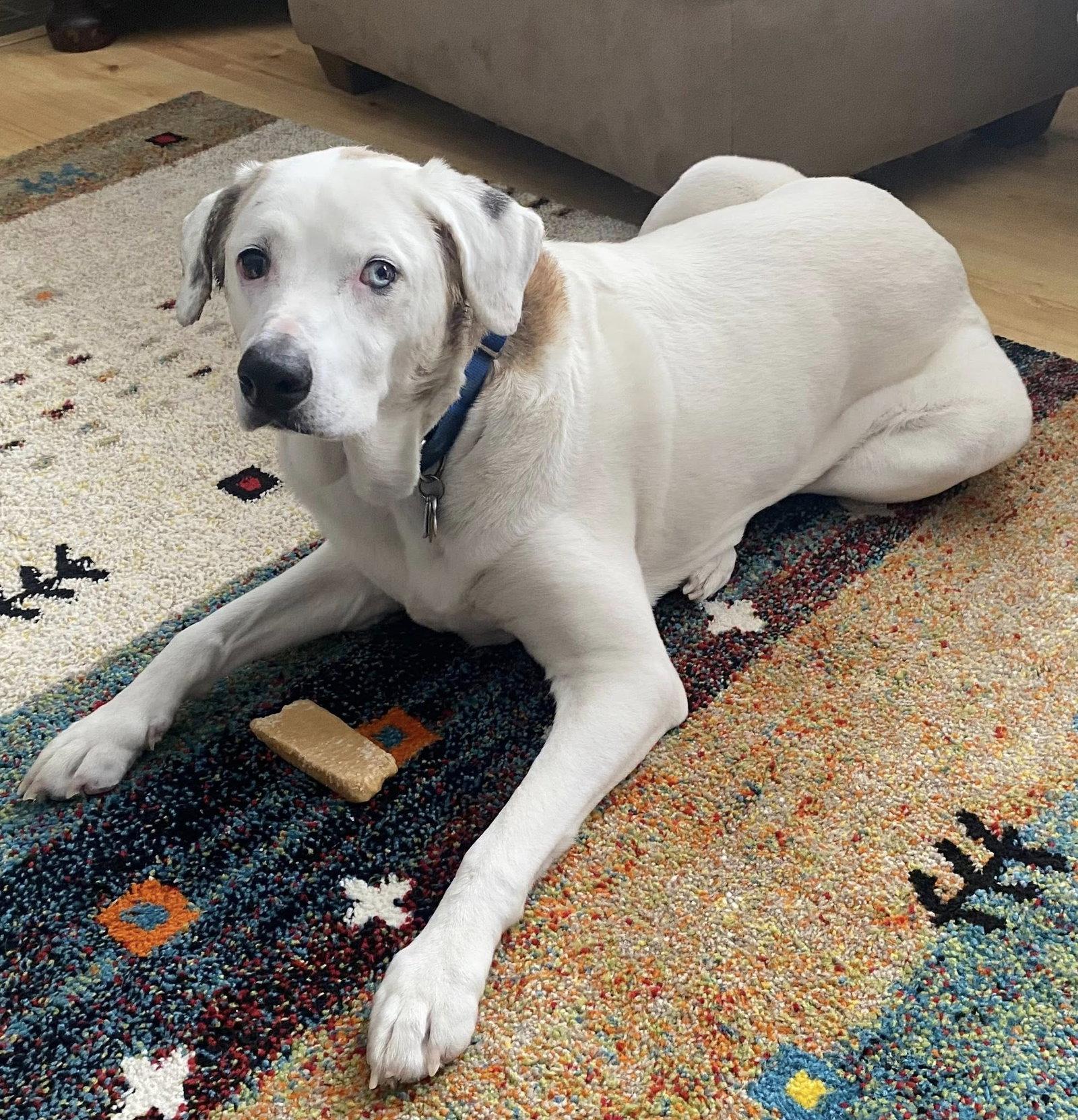 Enlarge Bourbon, a Adoptable Mixed Breed in Stratham, NH image 2/3