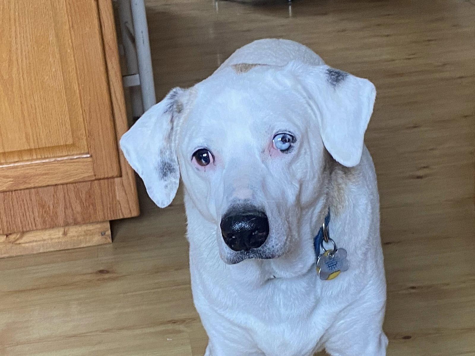 Enlarge Bourbon, a Adoptable Mixed Breed in Stratham, NH image 3/3