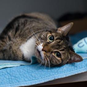 Bellissima, Adoptable, Senior Female Domestic Short Hair.