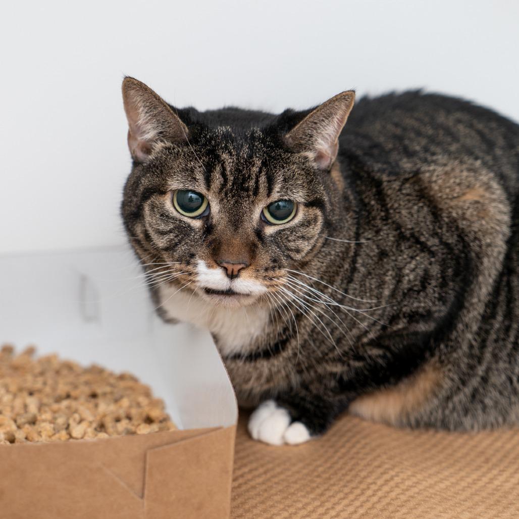 Enlarge Bellissima, a Adoptable Domestic Short Hair in New York, NY image 2/2