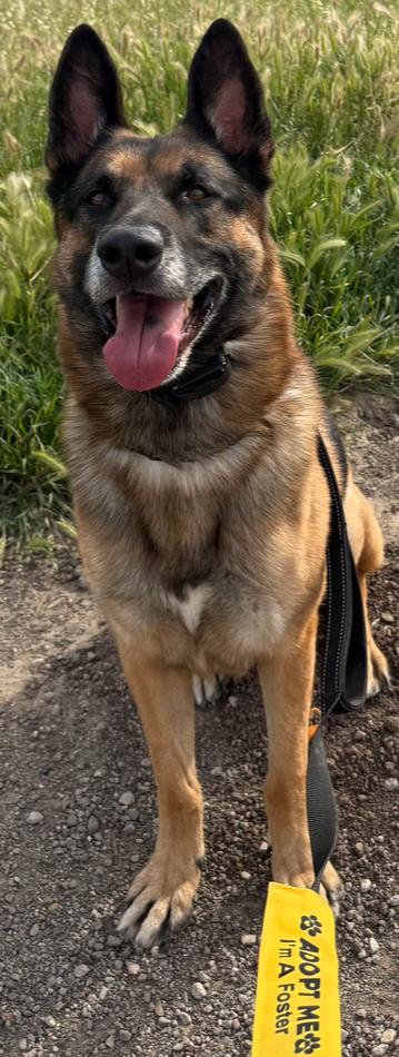 Diesel, a Adoptable German Shepherd Dog in Windsor, CA image 1/5