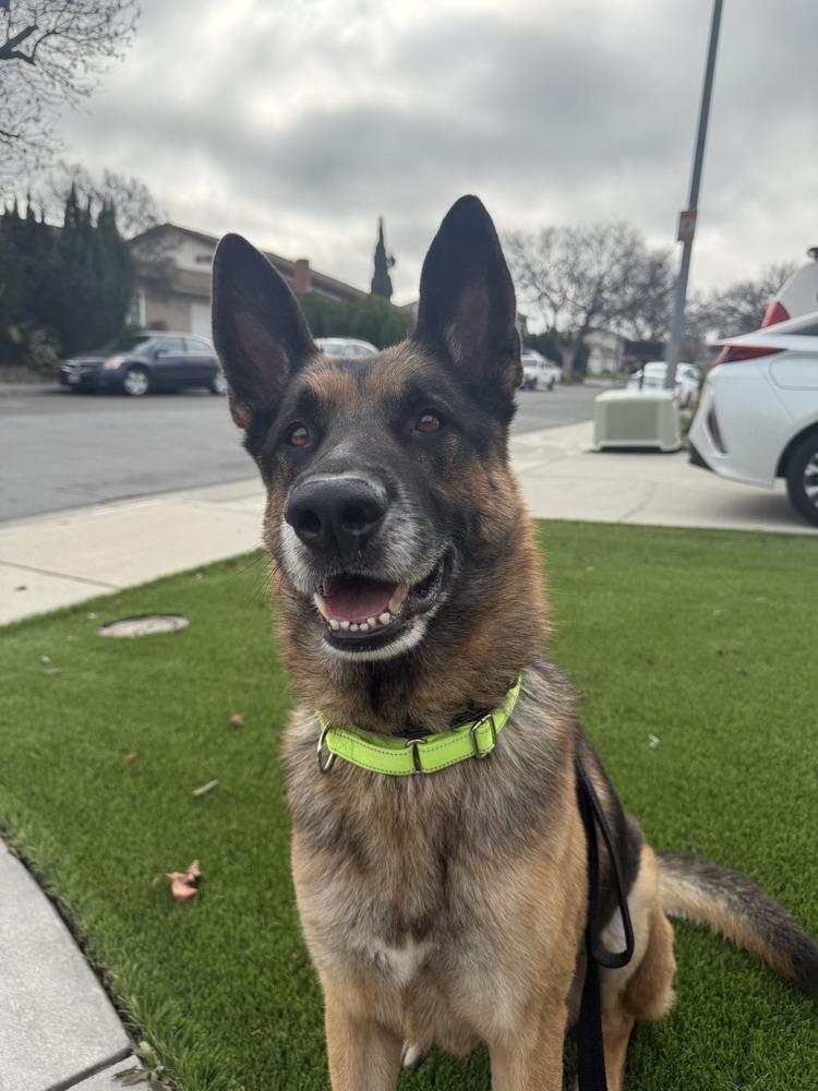 Diesel, a Adoptable German Shepherd Dog in Windsor, CA image 2/5
