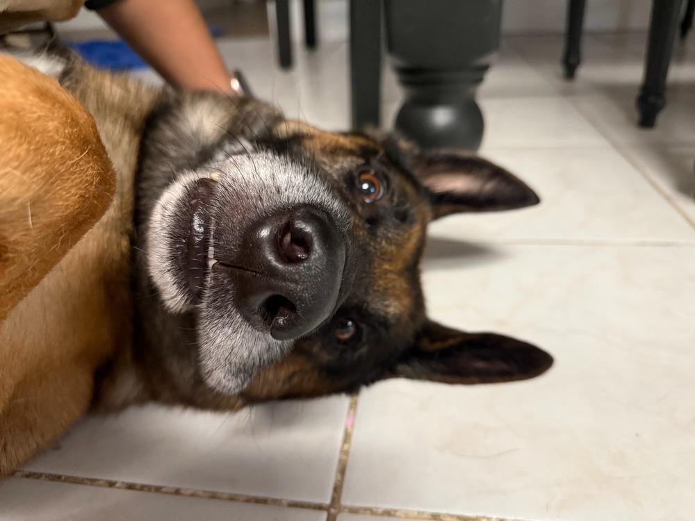 Diesel, a Adoptable German Shepherd Dog in Windsor, CA image 3/5