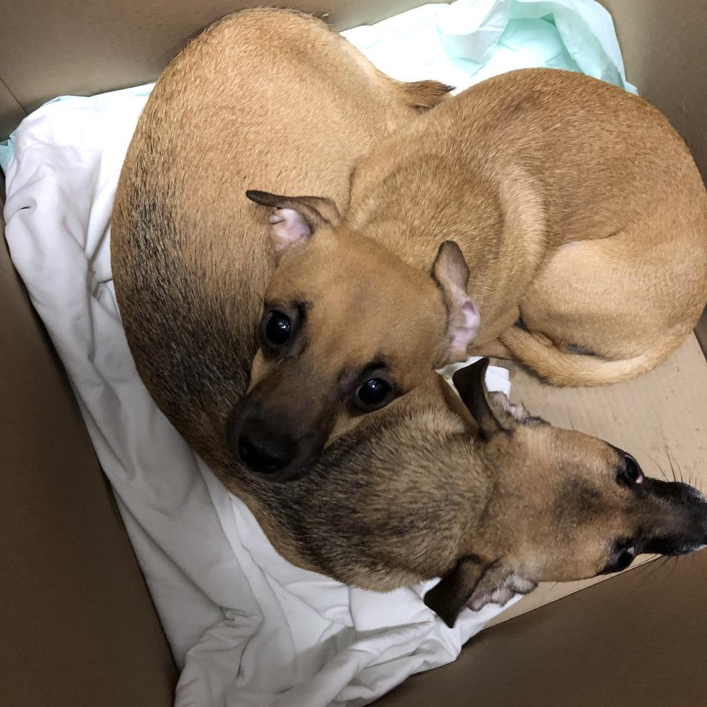 McGriddle, Adoptable, Adult Male Mixed Breed.