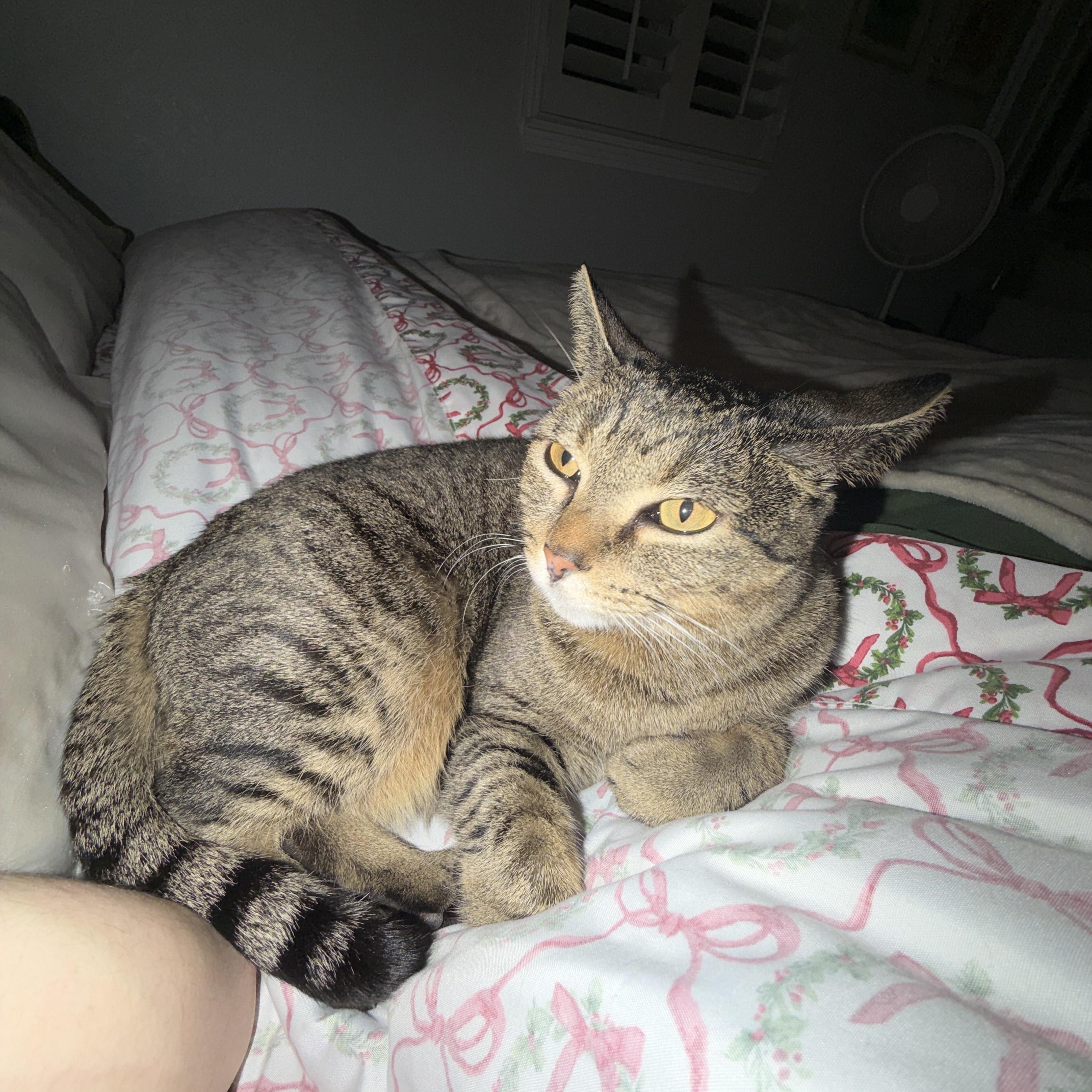 Enlarge Sugar Cookie, a ADOPTABLE Domestic Short Hair in Lakewood, CO image 4/5