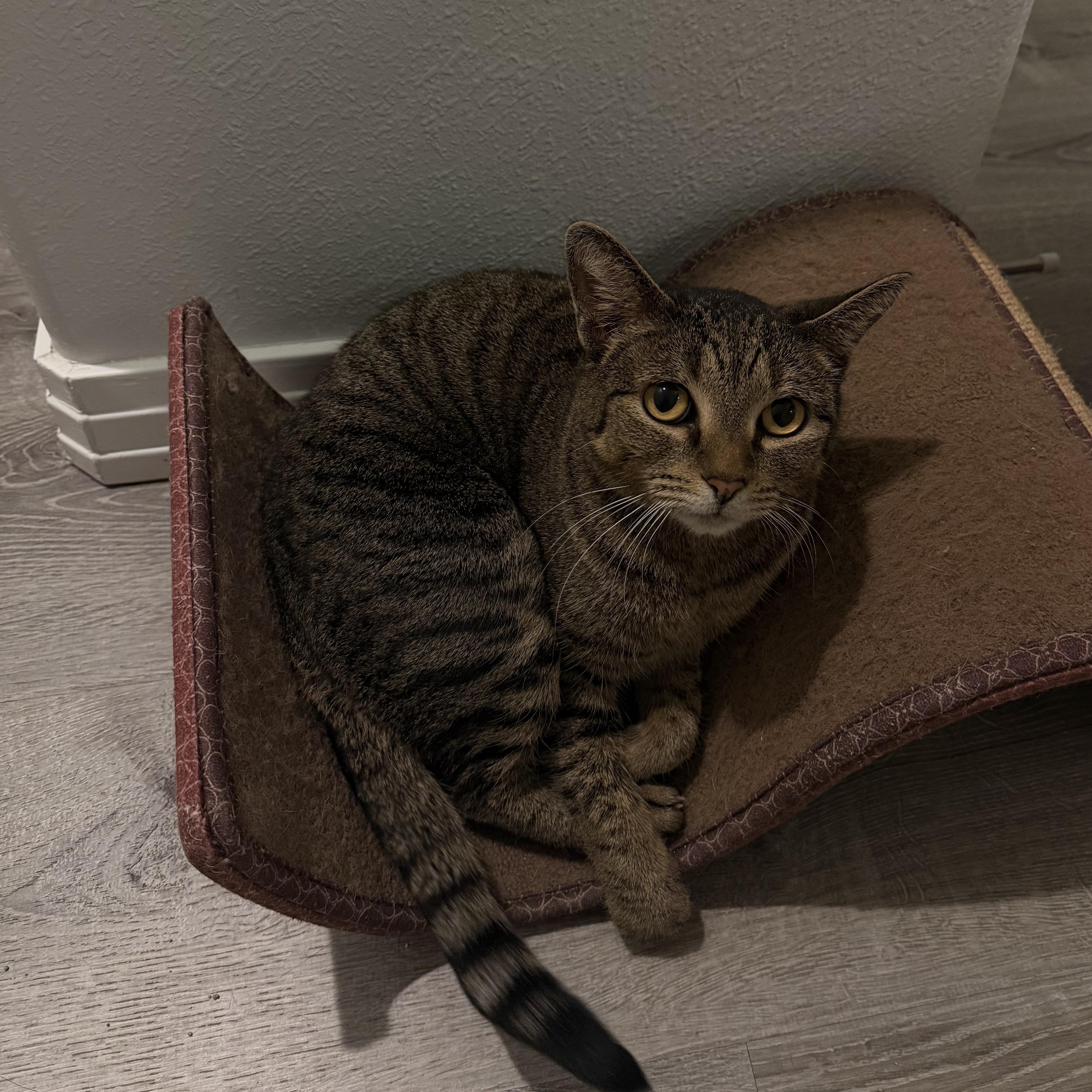 Enlarge Sugar Cookie, a ADOPTABLE Domestic Short Hair in Lakewood, CO image 3/5