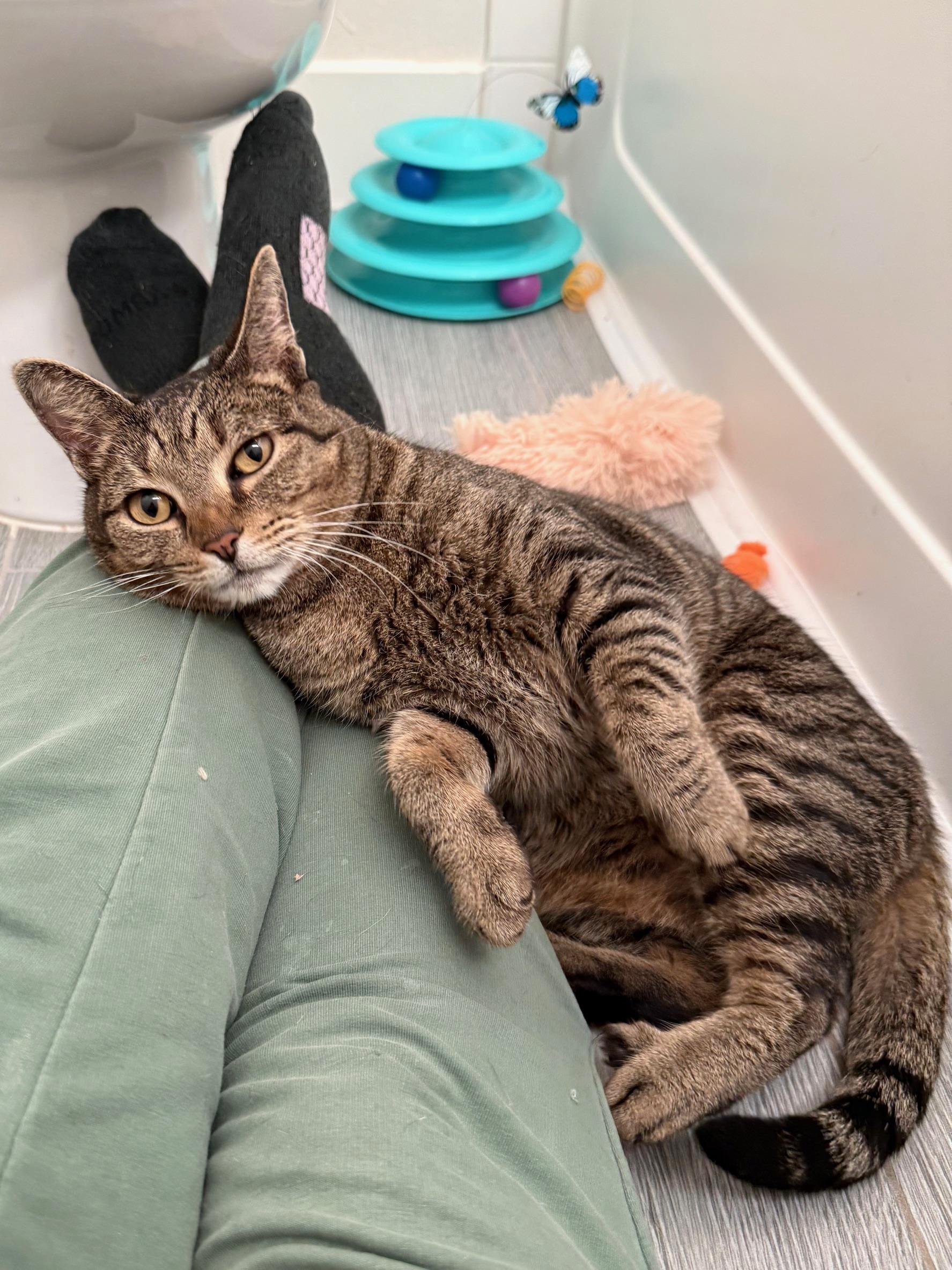 Sugar Cookie, ADOPTABLE, Adult Female Domestic Short Hair.