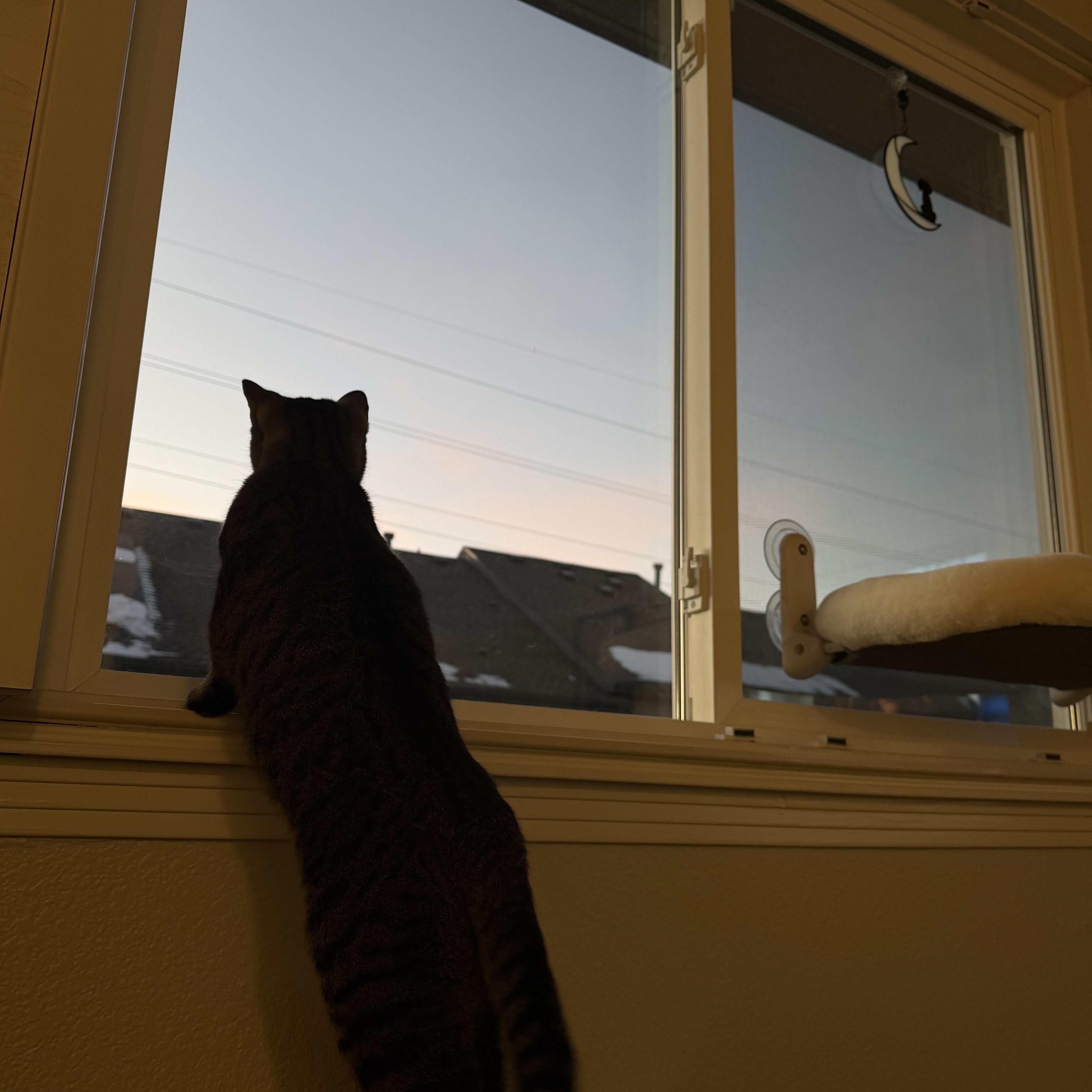 Enlarge Sugar Cookie, a ADOPTABLE Domestic Short Hair in Lakewood, CO image 5/5