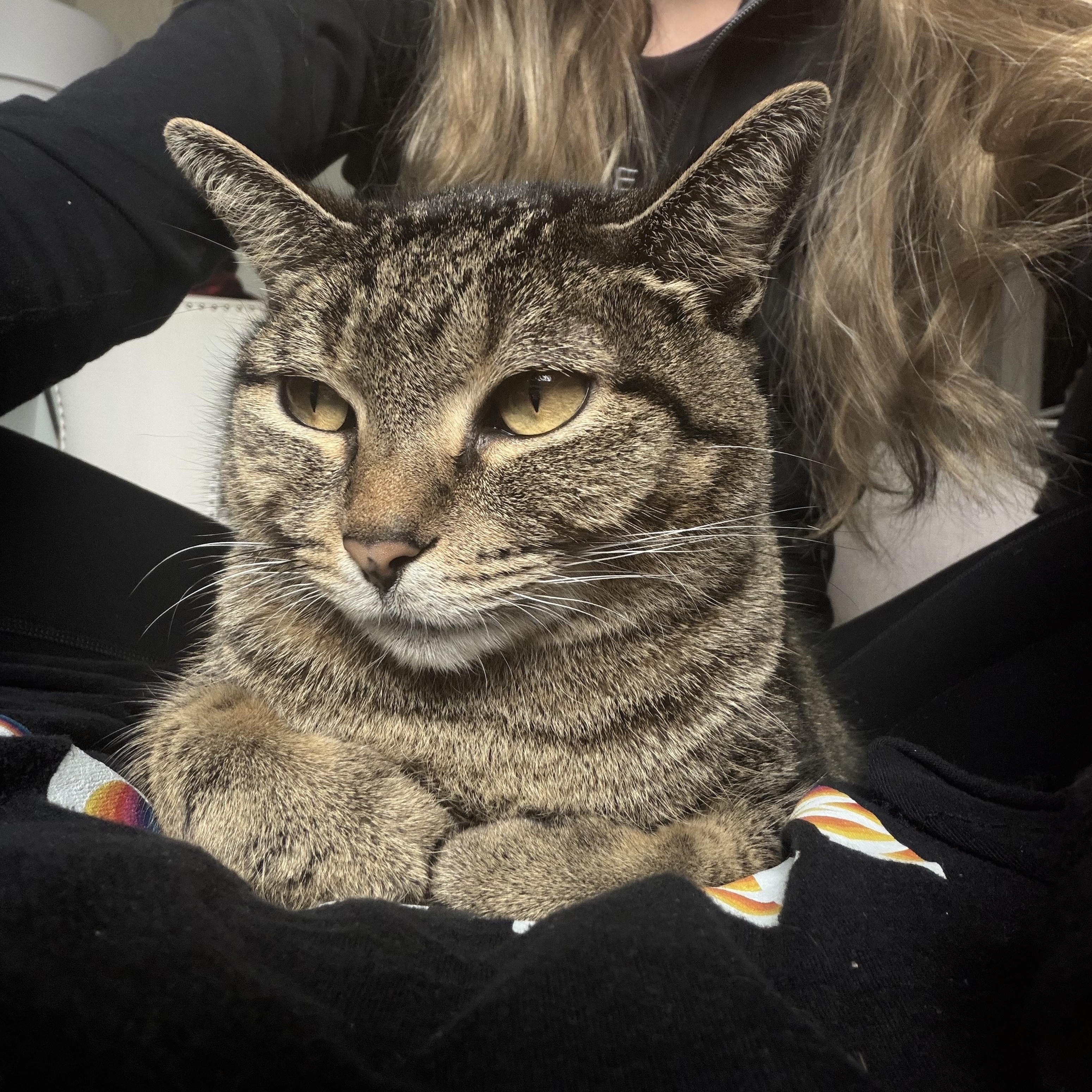 Enlarge Sugar Cookie, a ADOPTABLE Domestic Short Hair in Lakewood, CO image 2/5