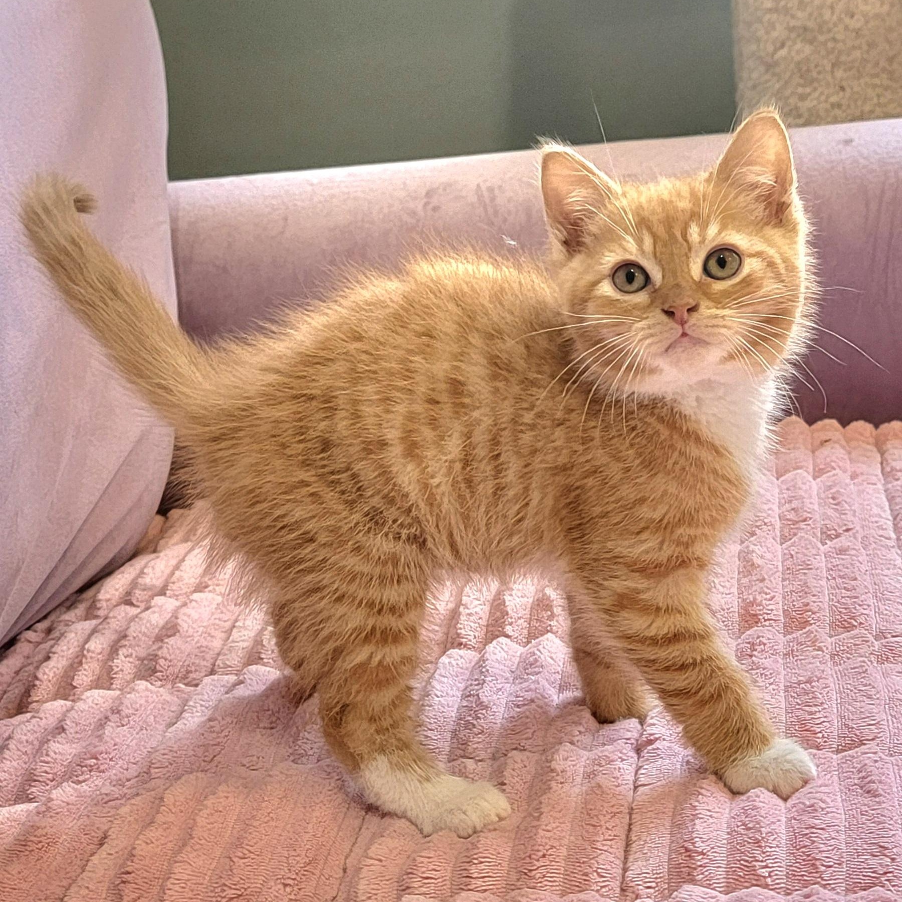 Frankie adopted with Johnny, an adopted Domestic Short Hair in Wyandotte, MI image 2/4