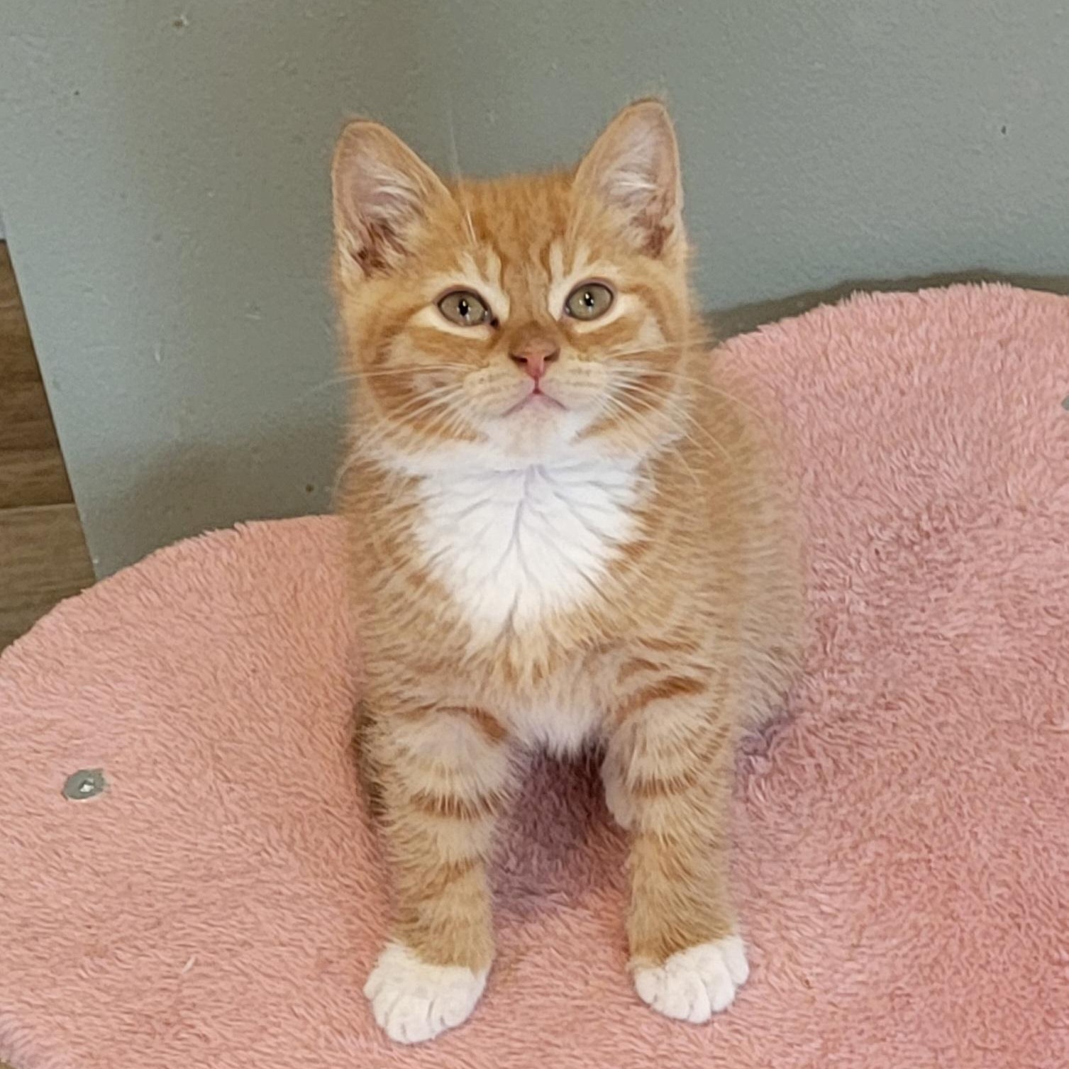 Frankie adopted with Johnny, adopted, Kitten Male Domestic Short Hair.