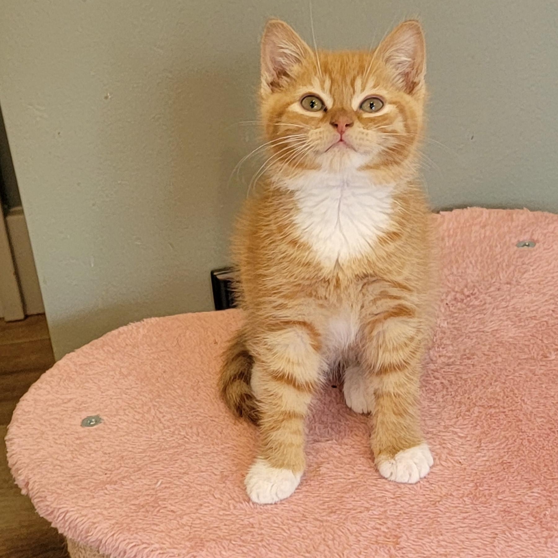 Frankie adopted with Johnny, an adopted Domestic Short Hair in Wyandotte, MI image 4/4