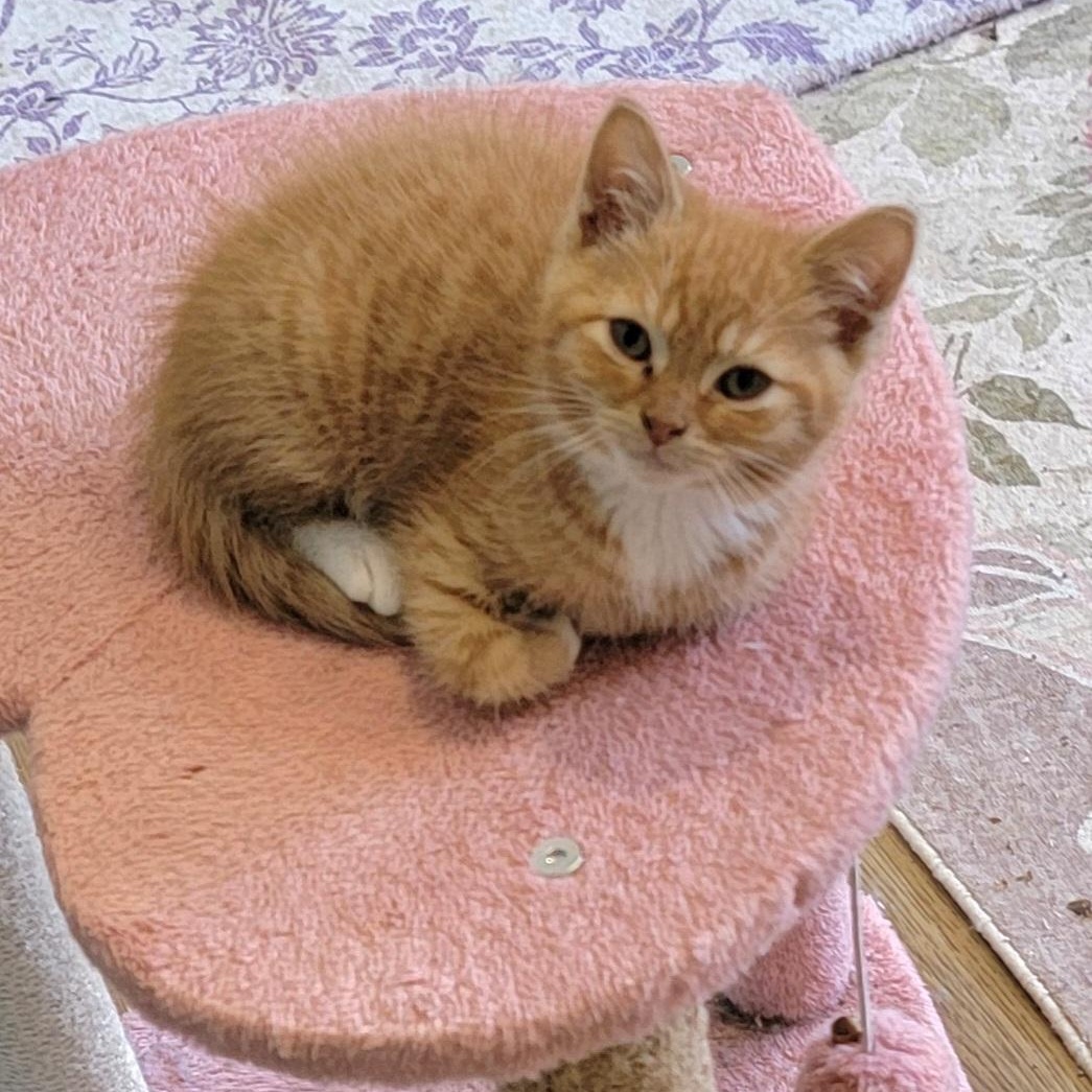 Frankie adopted with Johnny, an adopted Domestic Short Hair in Wyandotte, MI image 3/4