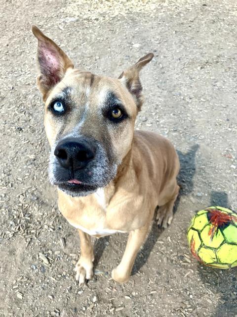 BLUE, Adoptable, Adult Male German Shepherd Dog & Mixed Breed.