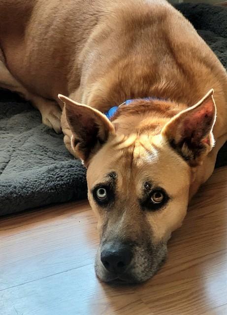 Enlarge BLUE, a Adoptable mixed breed in Albuquerque, NM image 1/1