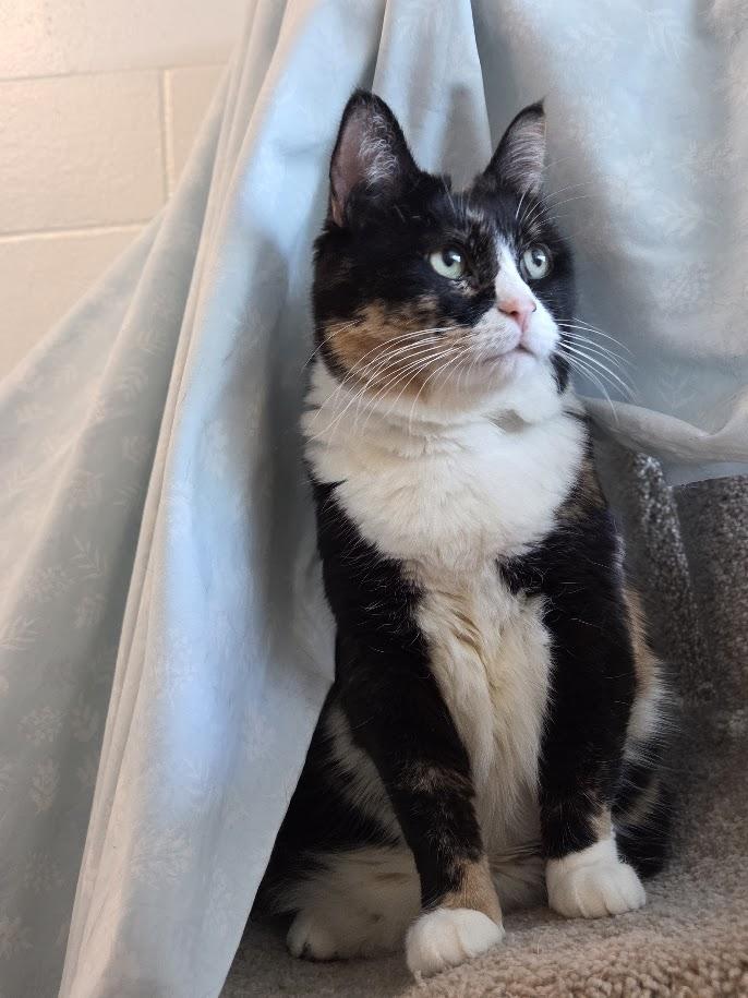 Enlarge Bella , a ADOPTABLE mixed breed in New Westminster, BC image 1/1