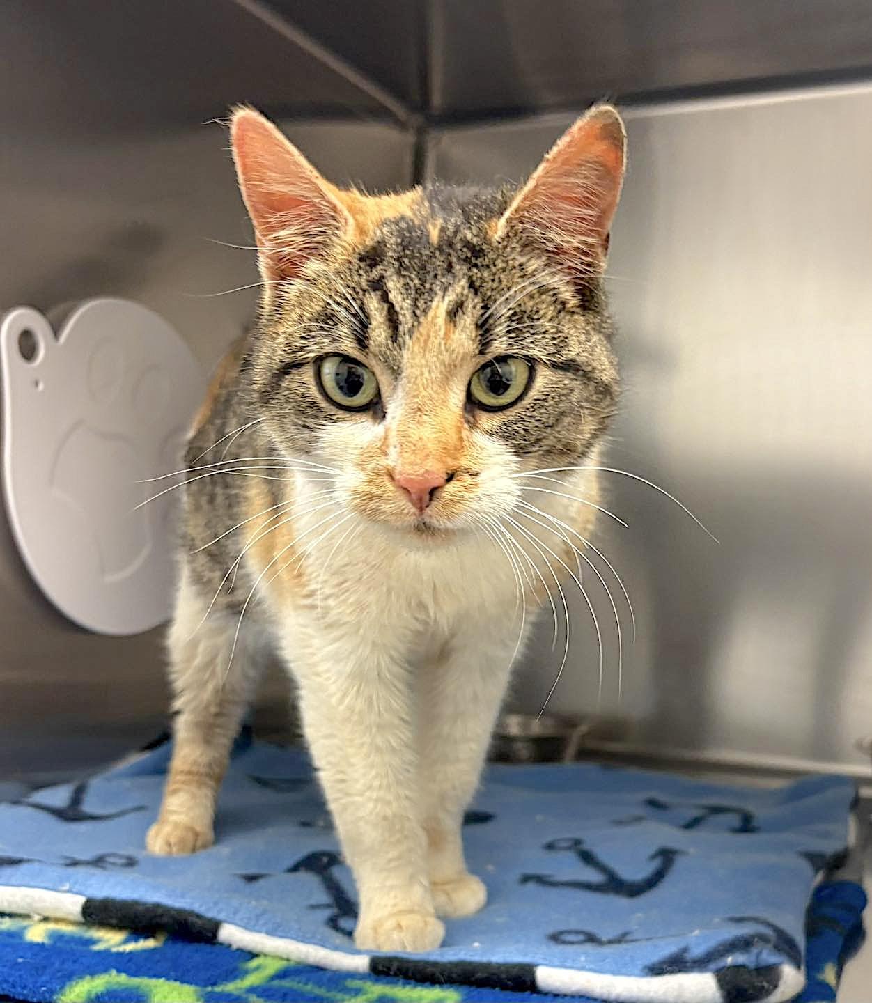 Enlarge Reba, an adoptable Domestic Short Hair in St Stephen, NB image 2/2