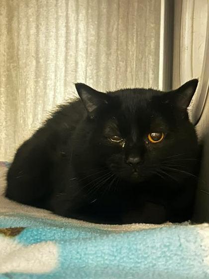 Rooster, Adoptable, Adult Male Domestic Short Hair & Domestic Short Hair.