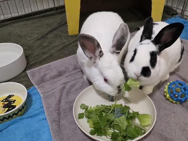 Devyn, Adoptable, Adult Female Bunny Rabbit.