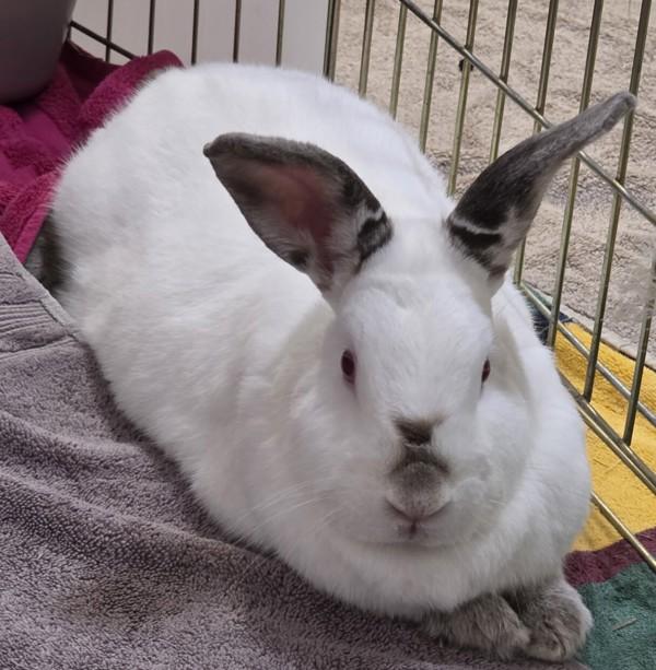 Enlarge Devyn, a Adoptable mixed breed in Santa Rosa, CA image 2/5