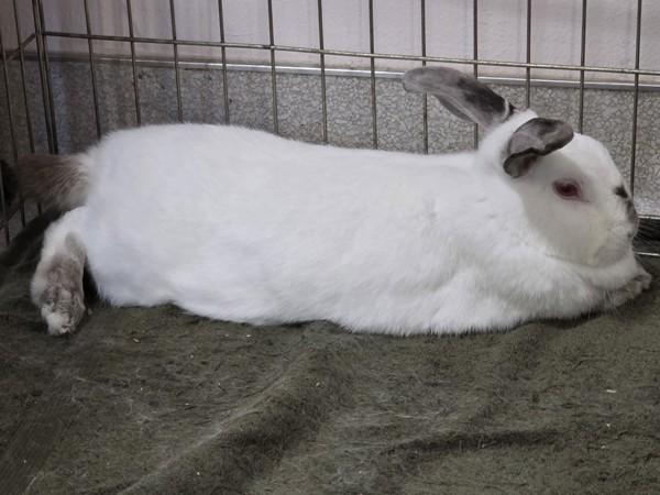 Enlarge Devyn, a Adoptable mixed breed in Santa Rosa, CA image 5/5