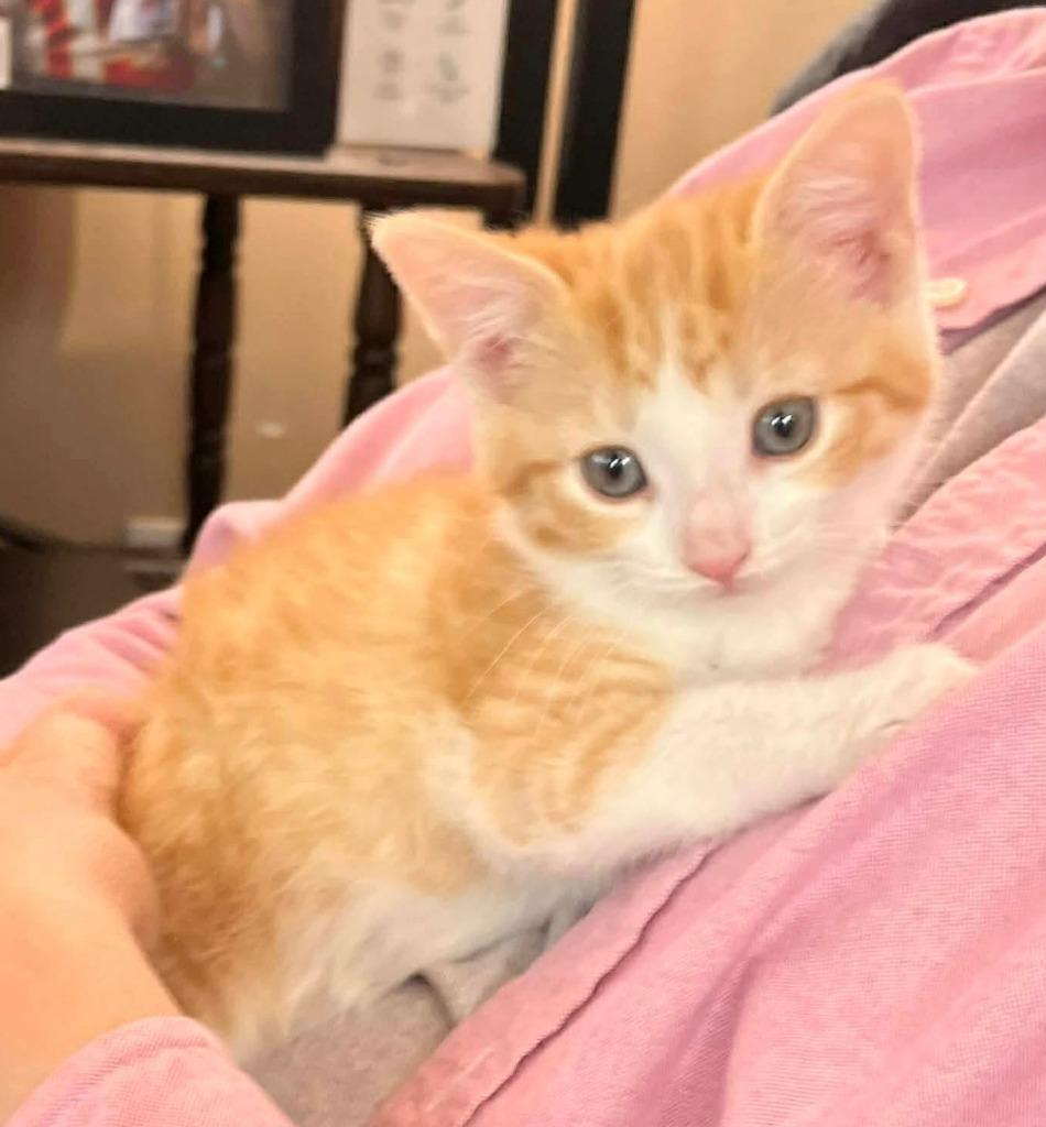 Maddie, Adoptable, Kitten Female Domestic Short Hair.