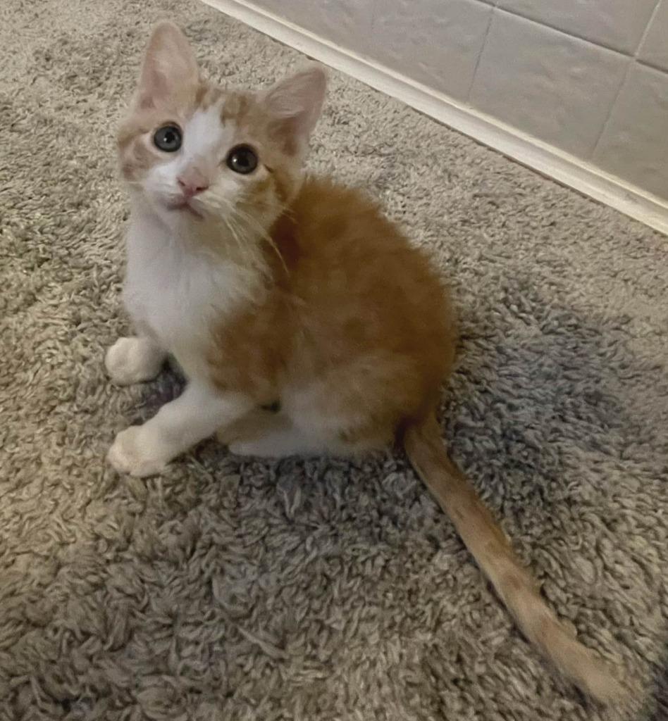 Enlarge Maddie, a Adoptable mixed breed in Urbandale, IA image 2/3