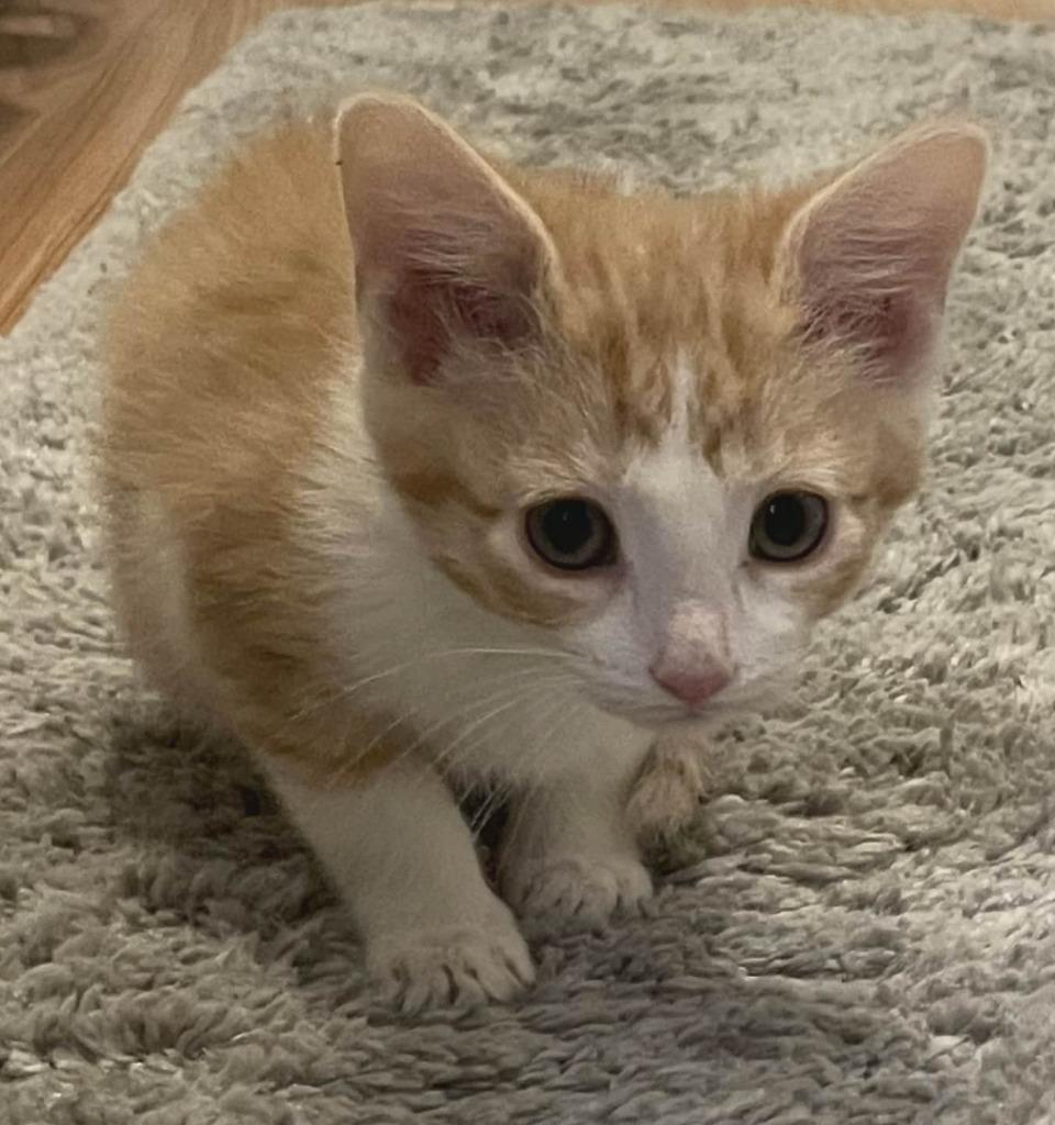 Enlarge Maddie, a Adoptable mixed breed in Urbandale, IA image 3/3