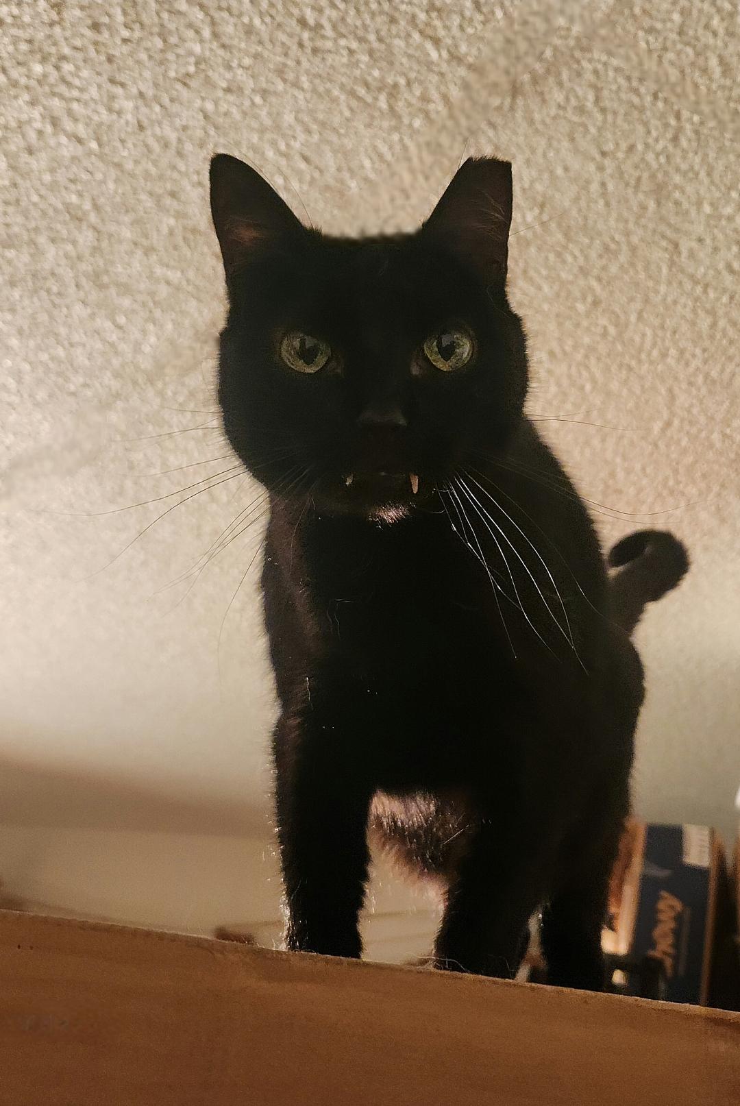 Vampira, Adoptable, Adult Female Bombay & Domestic Short Hair.