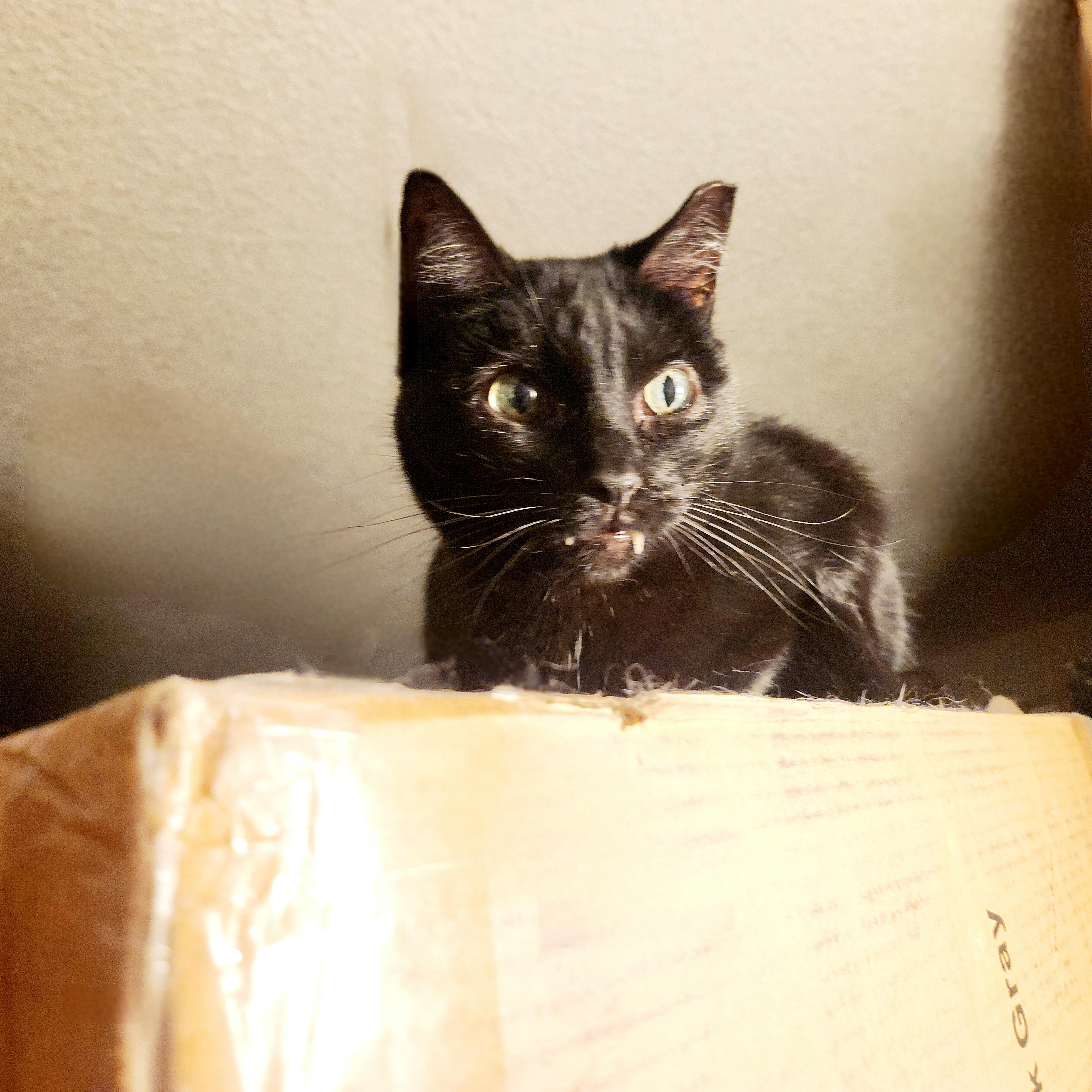 Enlarge Vampira, a Adoptable mixed breed in BEVERLY HILLS, CA image 4/5