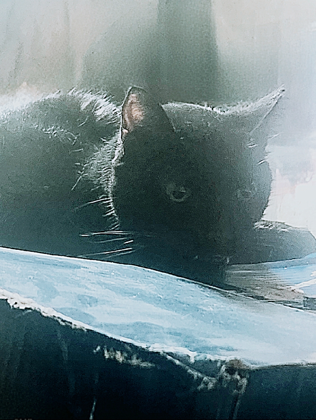 Enlarge Vampira, a Adoptable mixed breed in BEVERLY HILLS, CA image 5/5