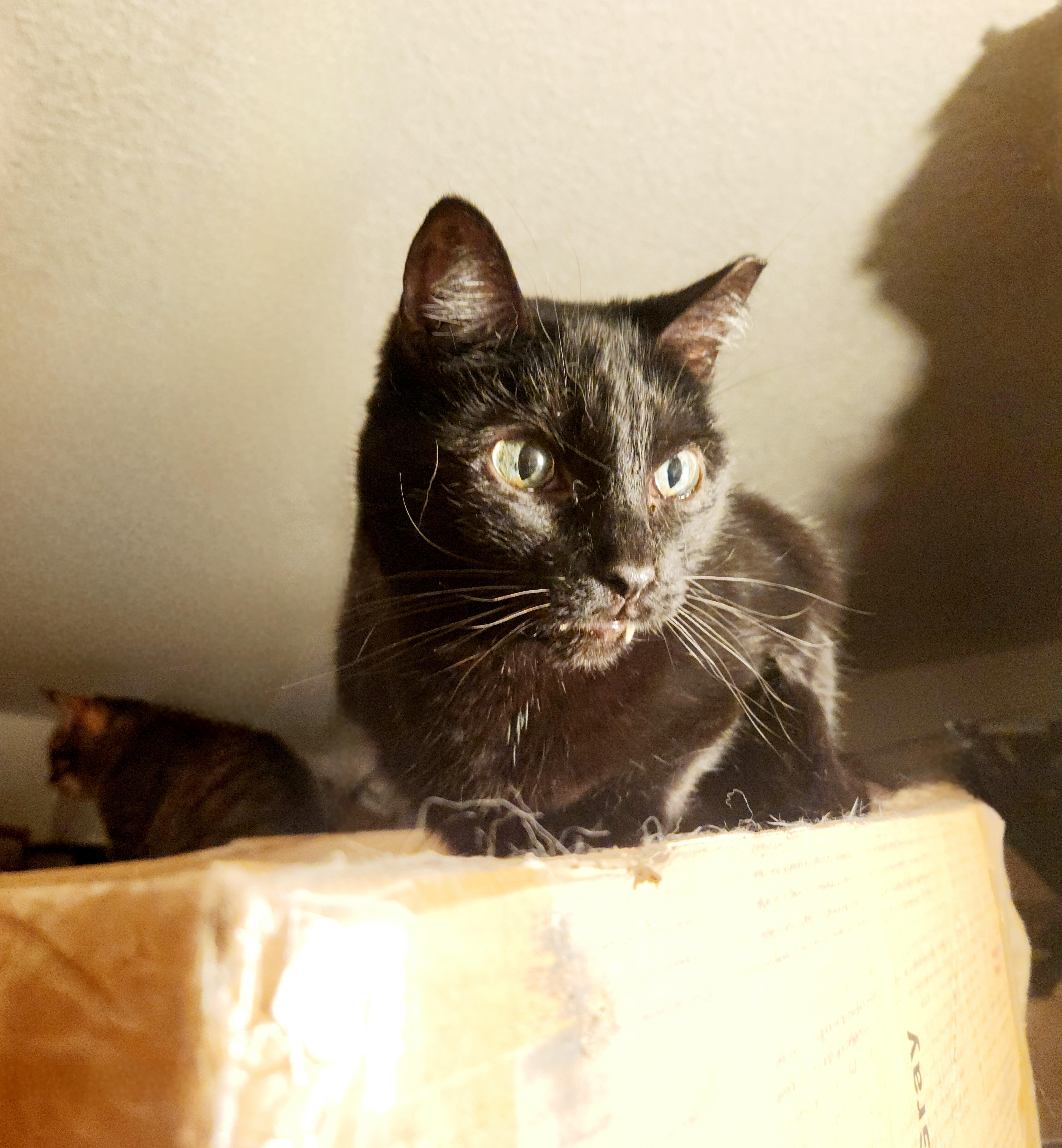 Enlarge Vampira, a Adoptable mixed breed in BEVERLY HILLS, CA image 3/5