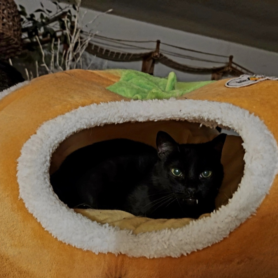 Enlarge Vampira, a Adoptable mixed breed in BEVERLY HILLS, CA image 2/5