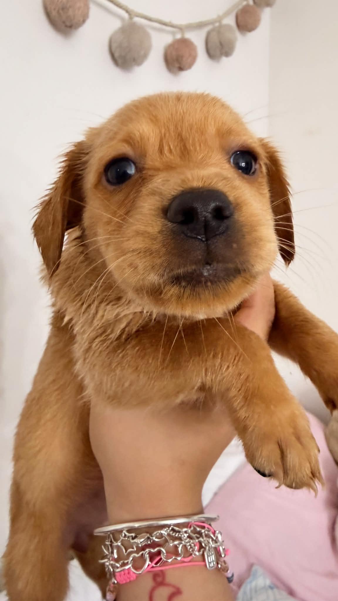 Rose, Adoptable, Puppy Female Mixed Breed & Chihuahua.