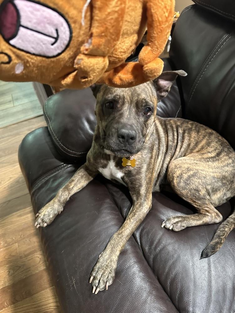 Enlarge Baby Girl, a Adoptable mixed breed in Ellijay, GA image 2/6