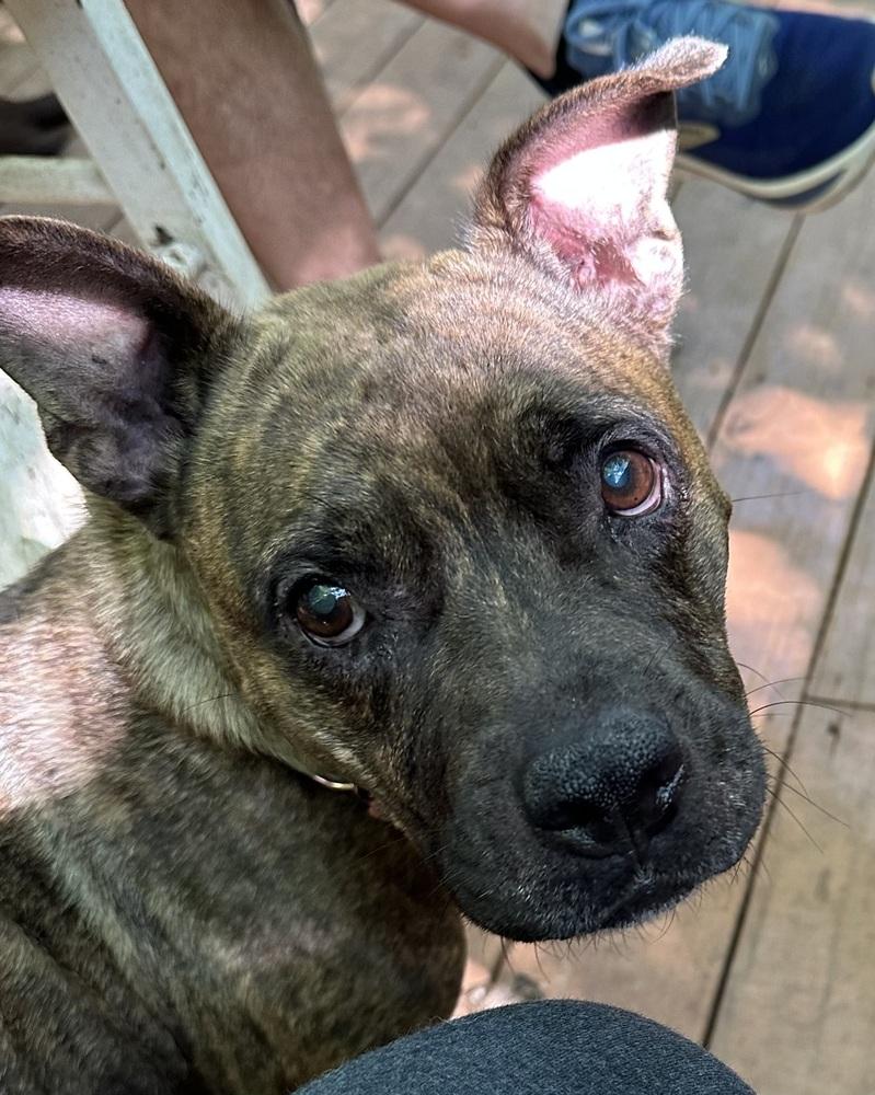 Enlarge Baby Girl, a Adoptable mixed breed in Ellijay, GA image 4/6