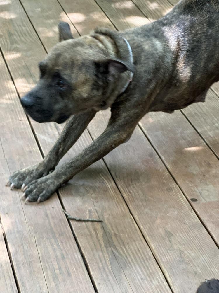 Enlarge Baby Girl, a Adoptable mixed breed in Ellijay, GA image 5/6