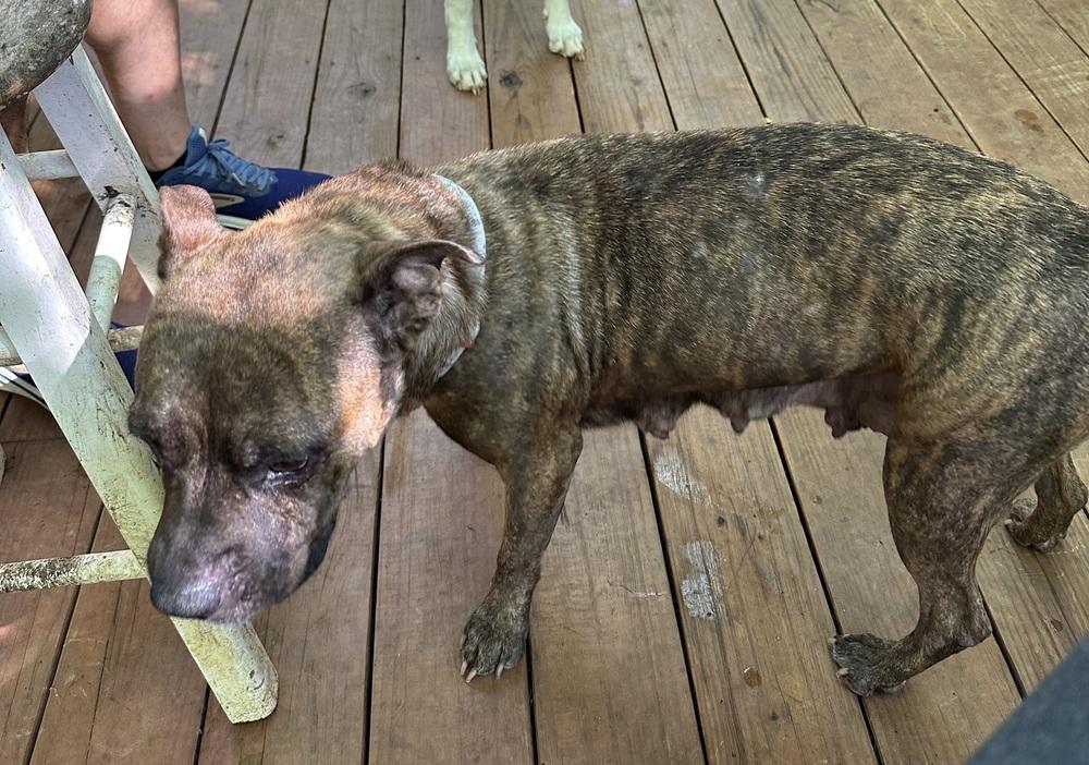 Enlarge Baby Girl, a Adoptable mixed breed in Ellijay, GA image 6/6
