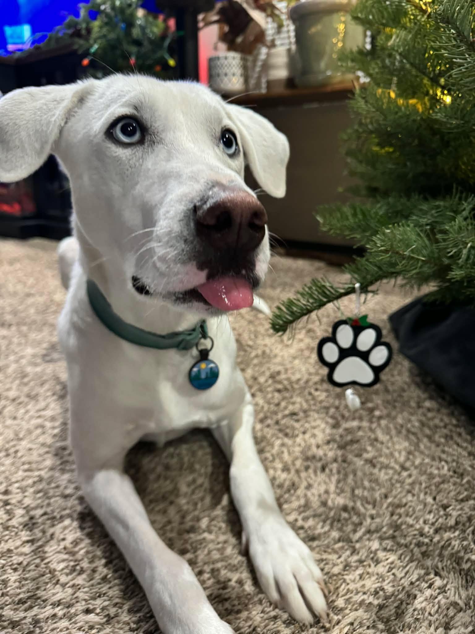 Enlarge Summer, an adopted mixed breed in Boise, ID image 3/4