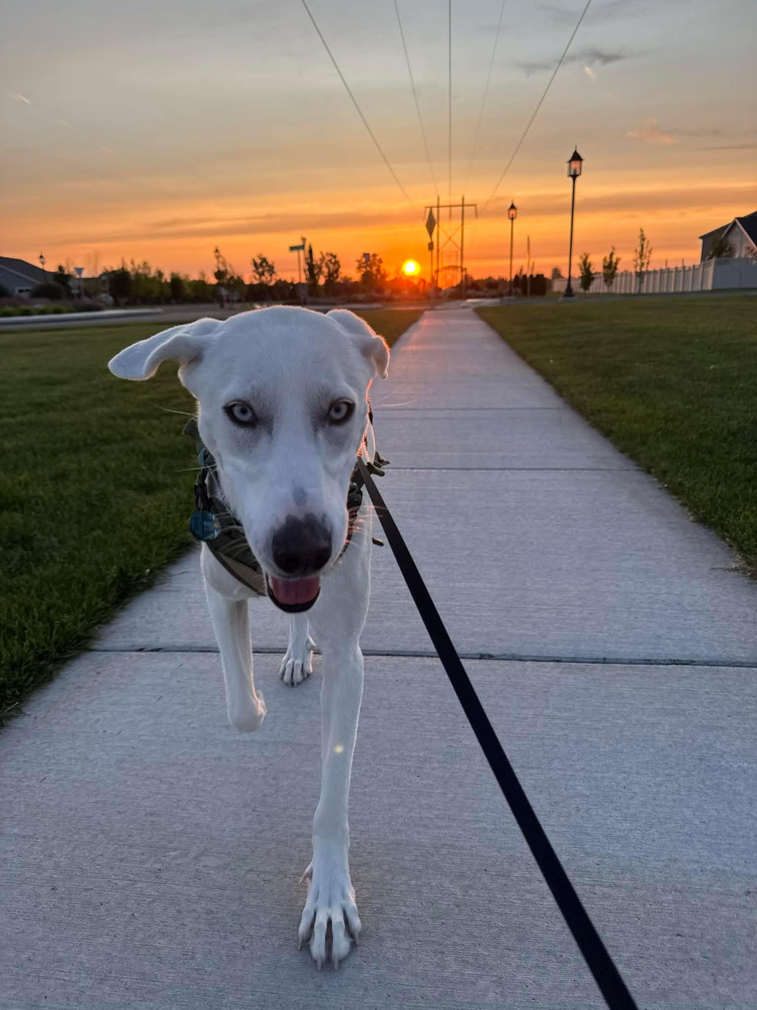 Enlarge Summer, an adopted mixed breed in Boise, ID image 4/4