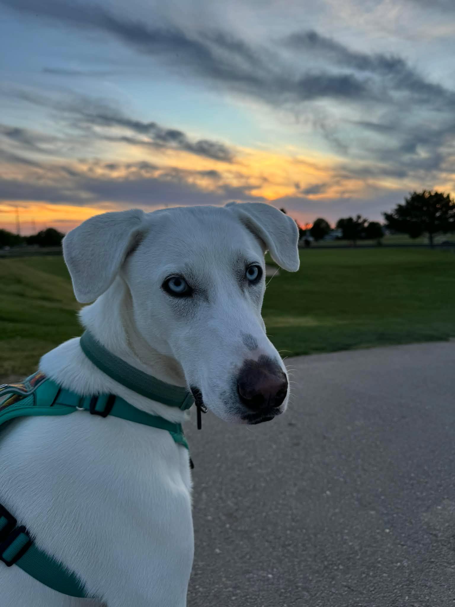 Summer, adopted, Young Female Labrador Retriever.