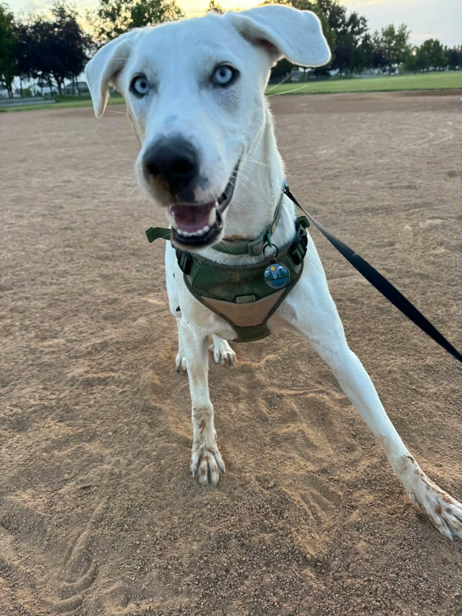 Enlarge Summer, an adopted mixed breed in Boise, ID image 2/4
